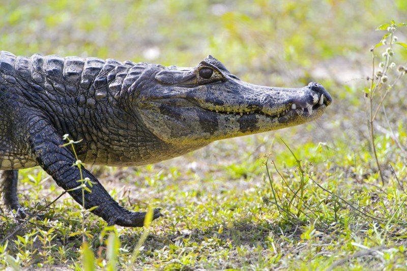 Caiman крокодил