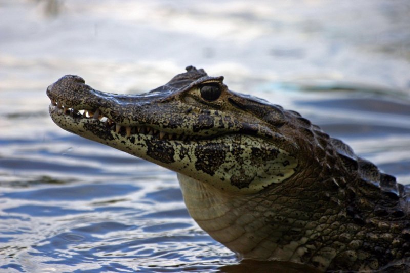 Caiman крокодил