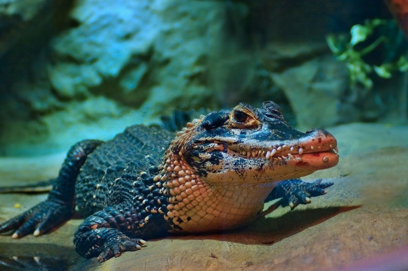 Cayman крокодил