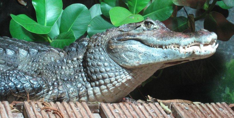 Широкомордый Кайман (Caiman latirostris)