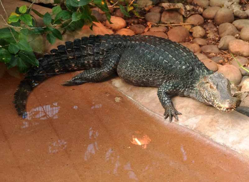 Caiman crocodilus