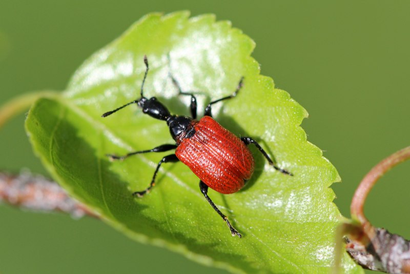 Byctiscus betulae