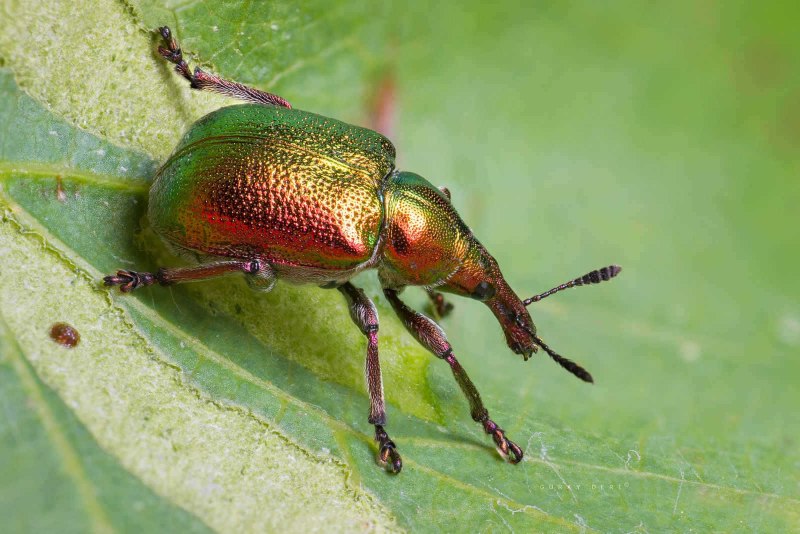Byctiscus Populi