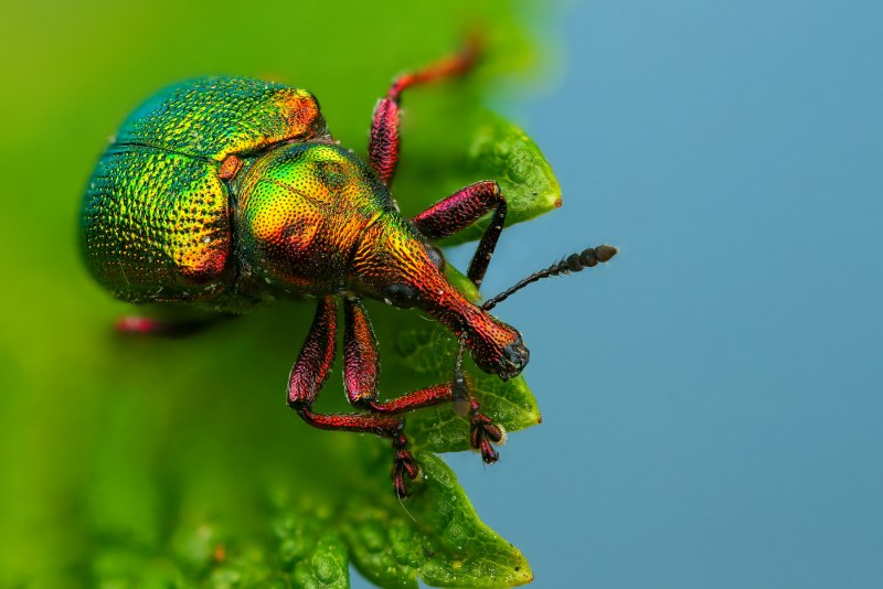 Deporaus betulae