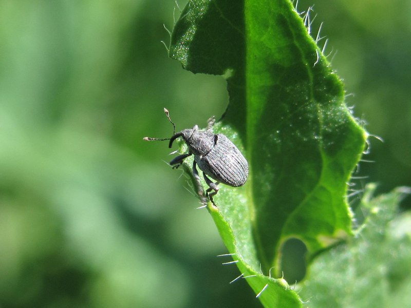 Byctiscus betulae