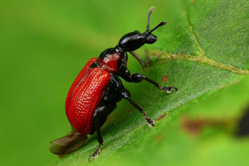 Apoderus coryli