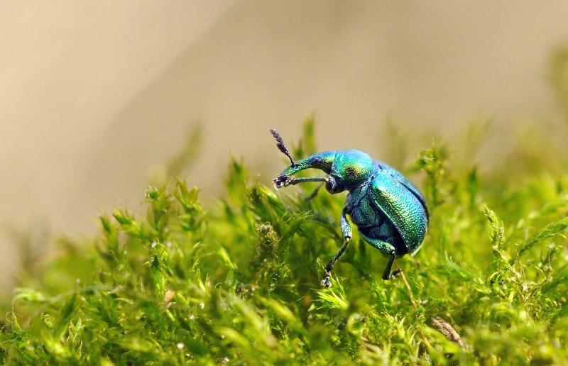 Byctiscus betulae