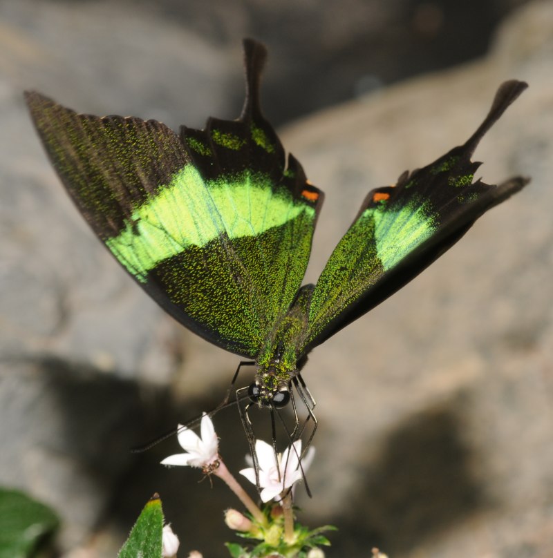 Papilio Palinurus бабочка