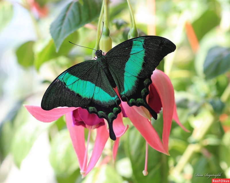 Papilio Palinurus бабочка