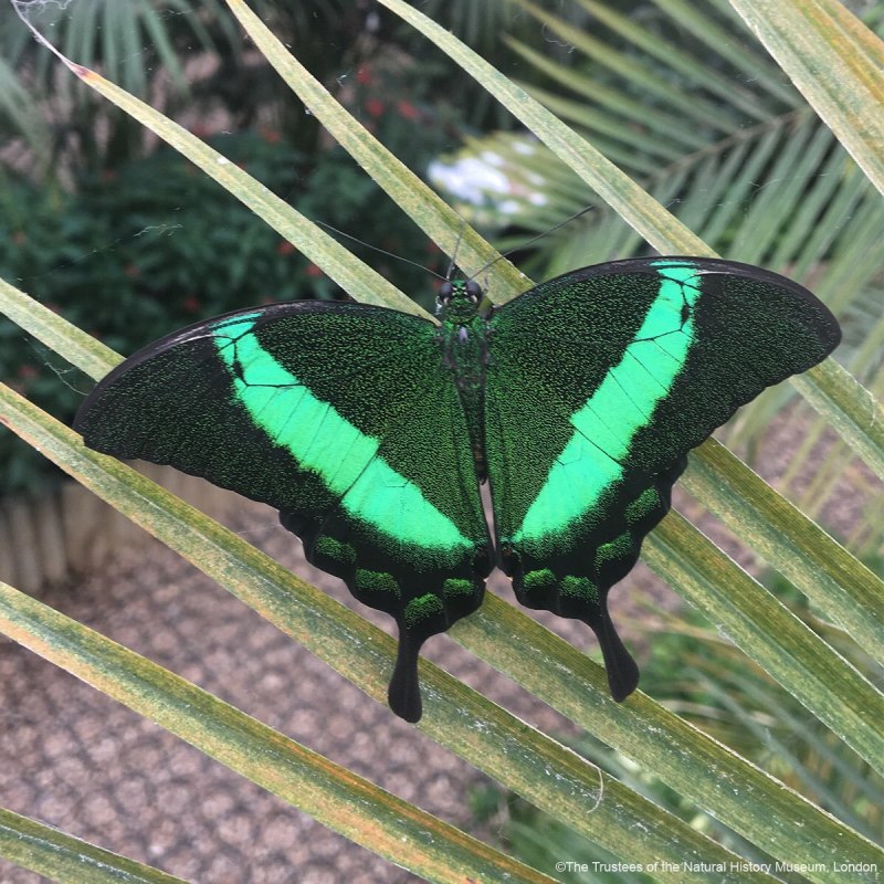 Papilio Palinurus бабочка