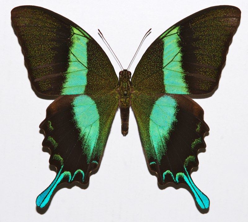 Парусник Палинур Papilio Palinurus