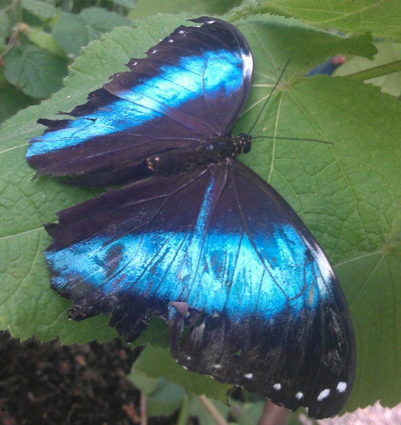 Emerald Swallowtail (Papilio Palinurus) .