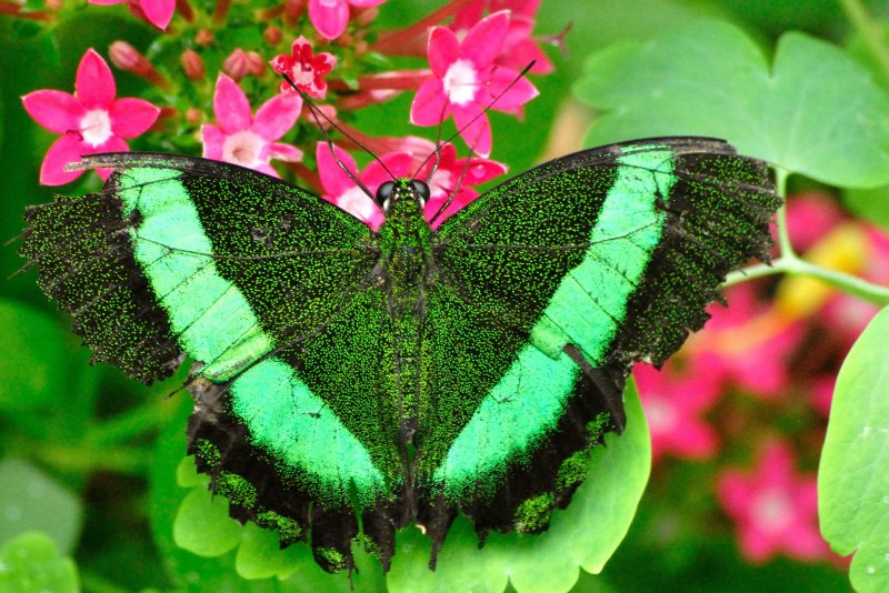 Papilio Palinurus бабочка Тропическая
