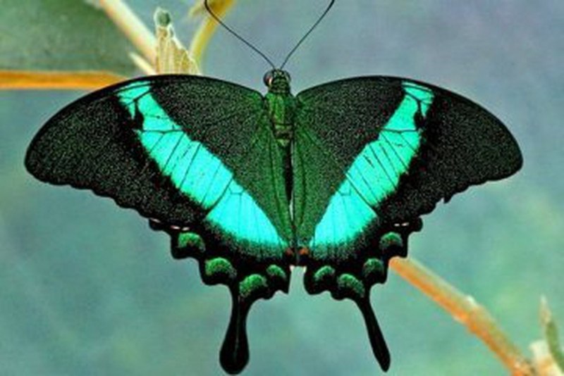 Парусник Палинур Papilio Palinurus