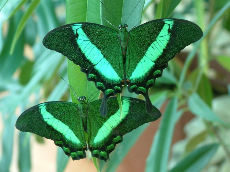 Papilio 2025б