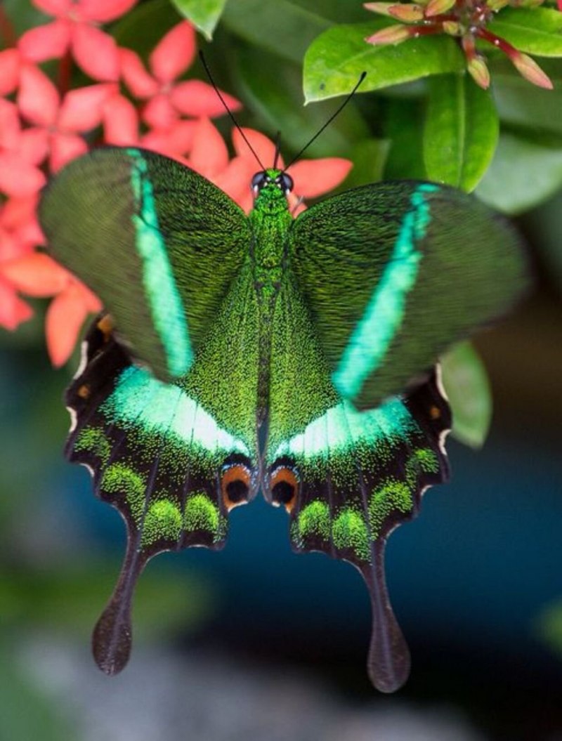 Парусник Палинур Papilio Palinurus