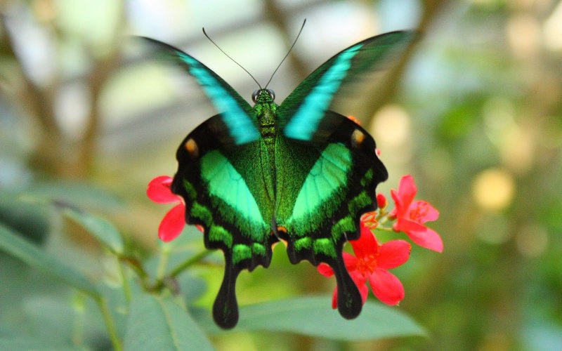 Papilio Palinurus бабочка