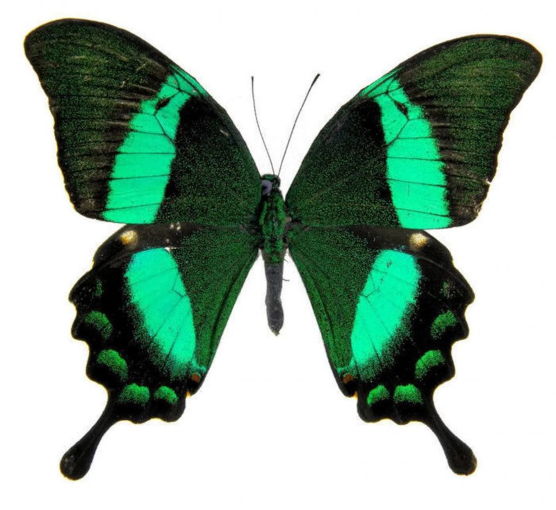 Papilio Palinurus бабочка