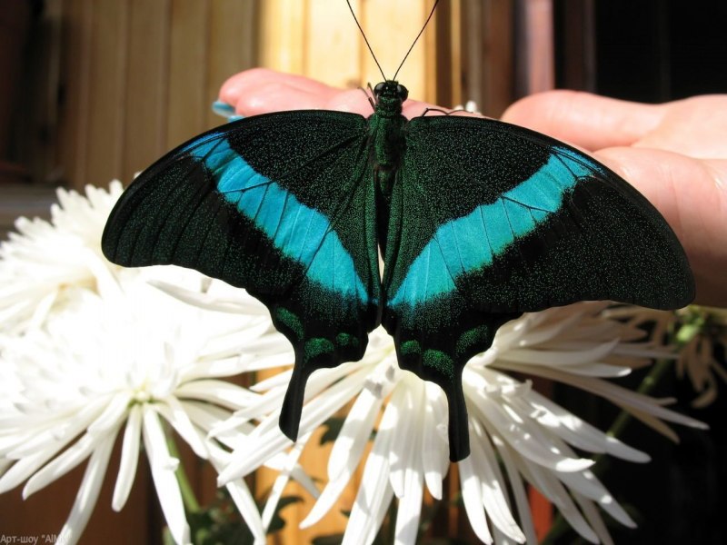 Палинур (Papilio Palinurus)