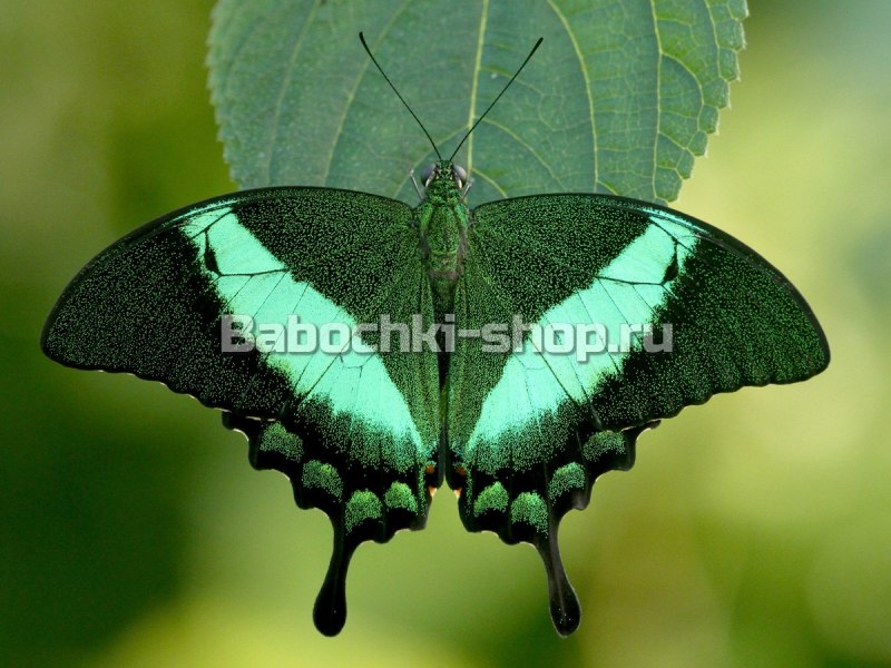 Papilio Palinurus на белом фоне