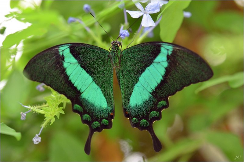 Парусник Палинур Papilio Palinurus