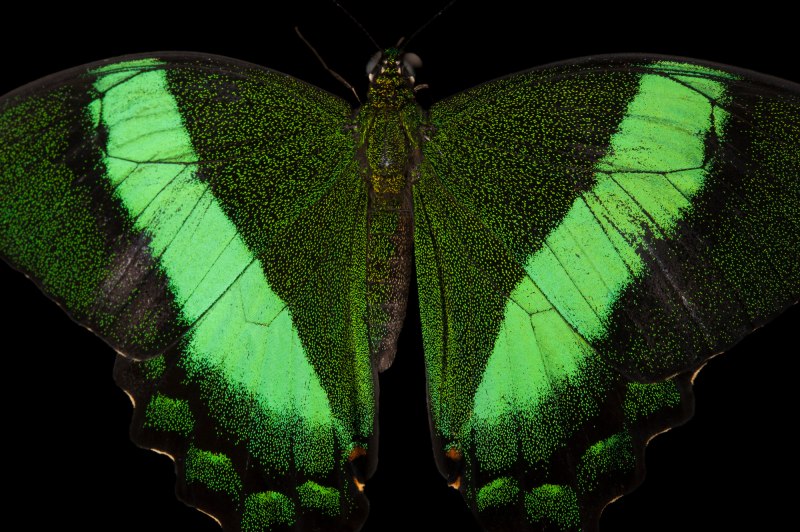 Papilio Palinurus бабочка