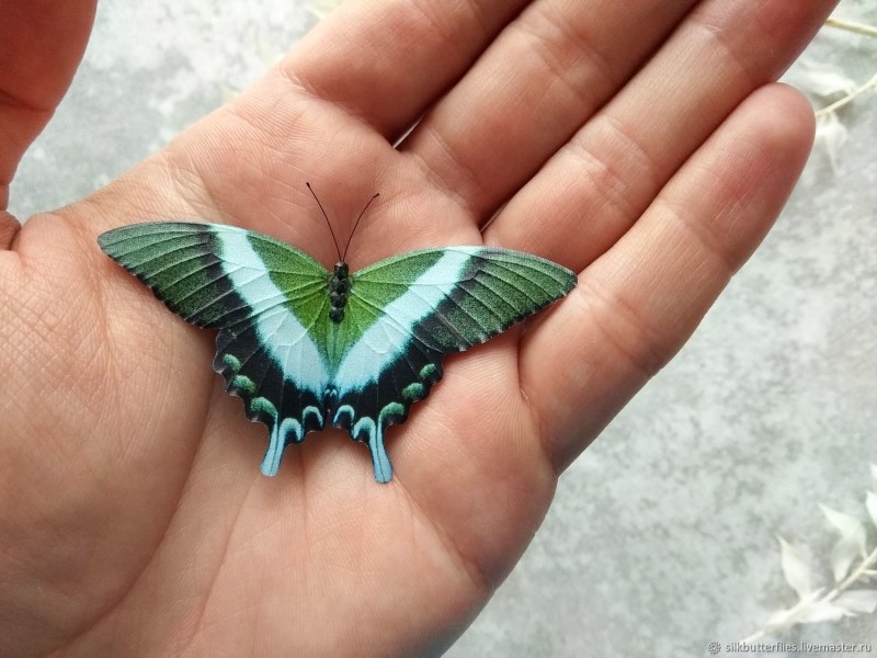 Papilio Palinurus на белом фоне