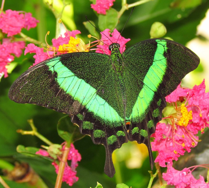 Papilio Palinurus бабочка