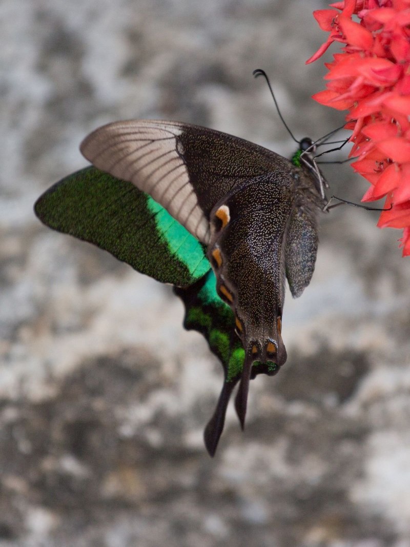 Papilio Palinurus куколка
