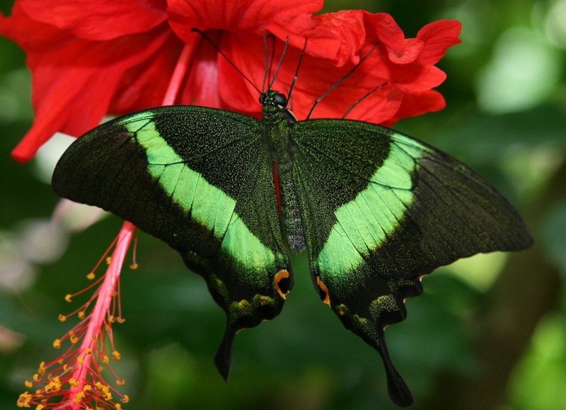 Парусник Палинур Papilio Palinurus