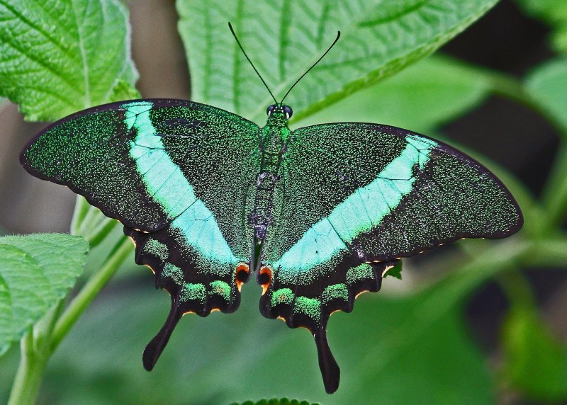 Papilio Palinurus бабочка