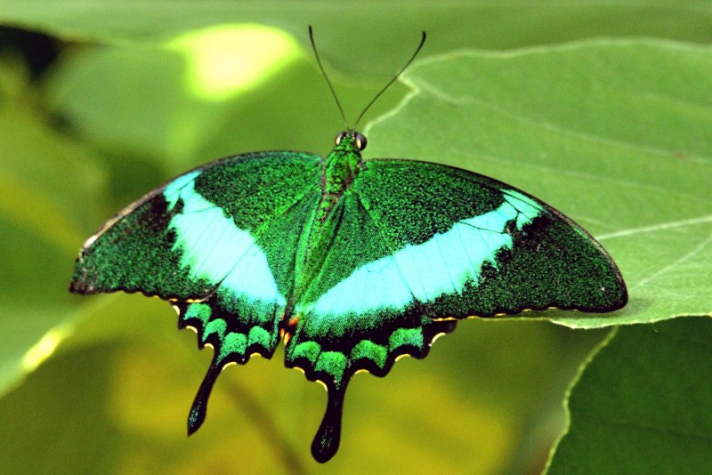Papilio Palinurus бабочка