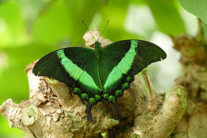 Papilio Palinurus куколка