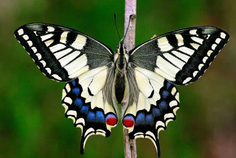 Papilio Palinurus куколка