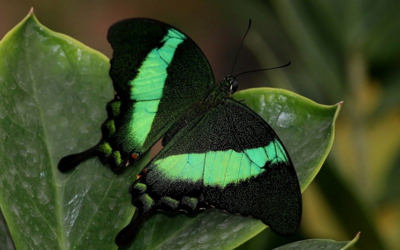Бабочка Papilio Chikae