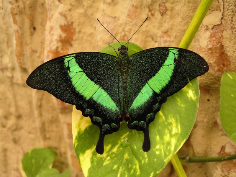 Палинур (Papilio Palinurus)