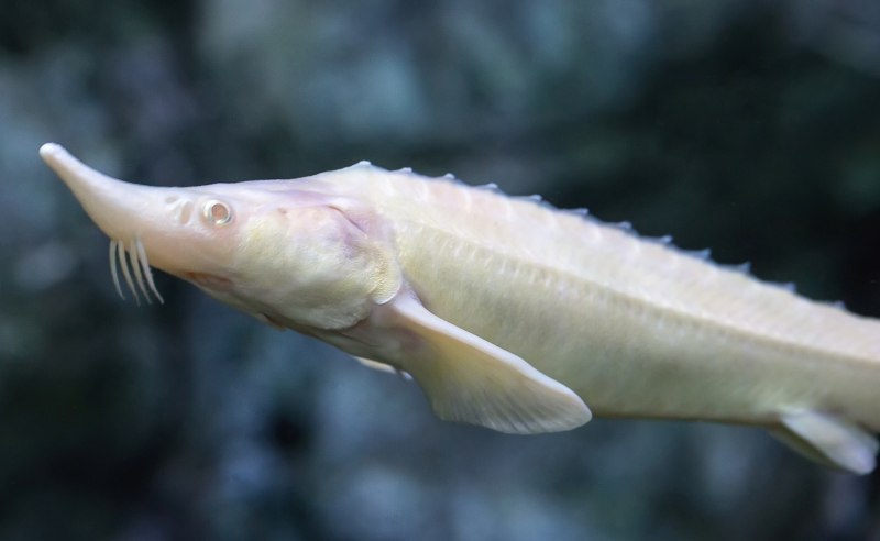 Осетр белая рыба (60 фото)