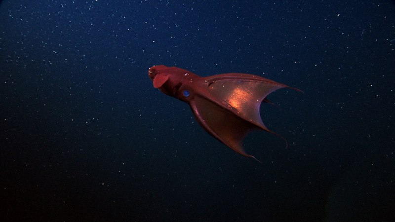 Giant Squid Toy кукла