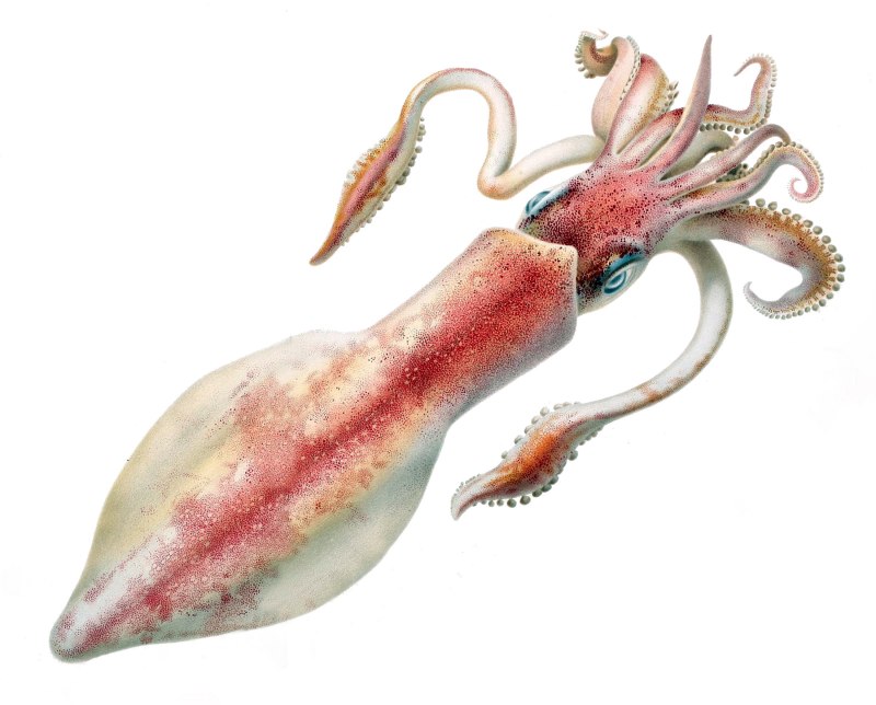 Octopoteuthis deletron