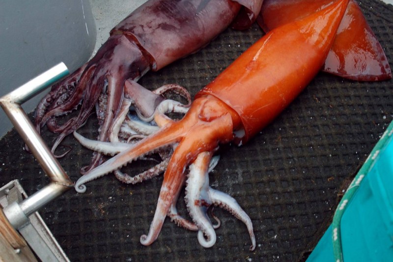 Vampyroteuthis infernalis