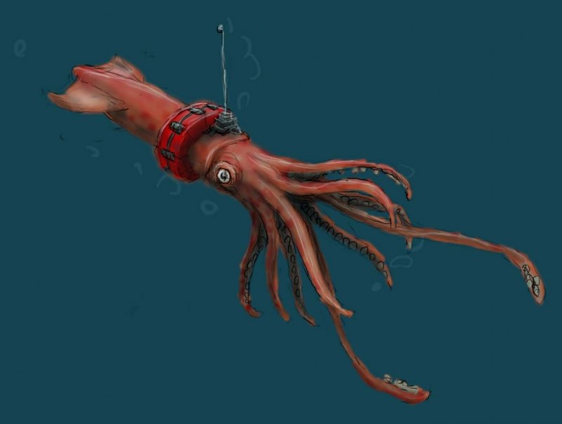 Sepioteuthis sepioidea