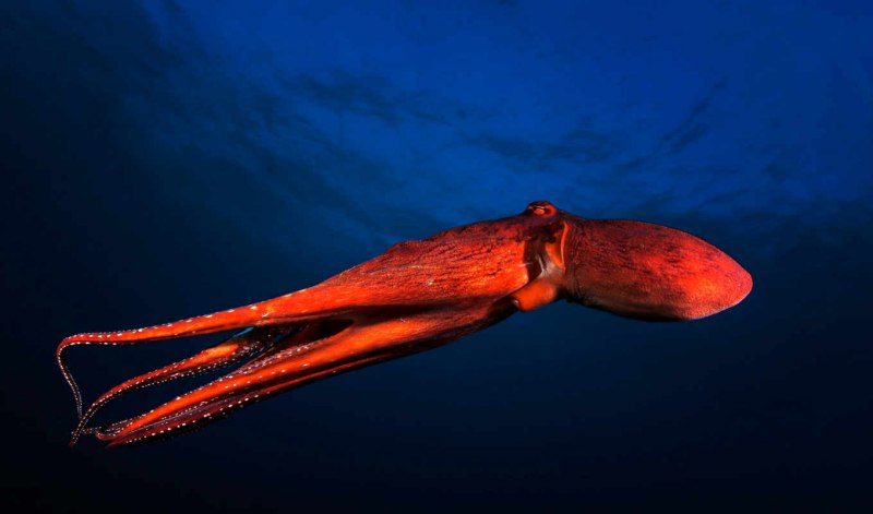 Адский вампир (Vampyroteuthis infernalis)