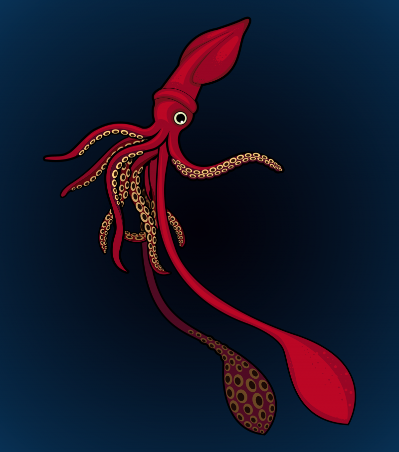 Короткоперый кальмар