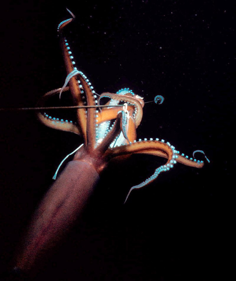 Dosidicus Gigas кальмар
