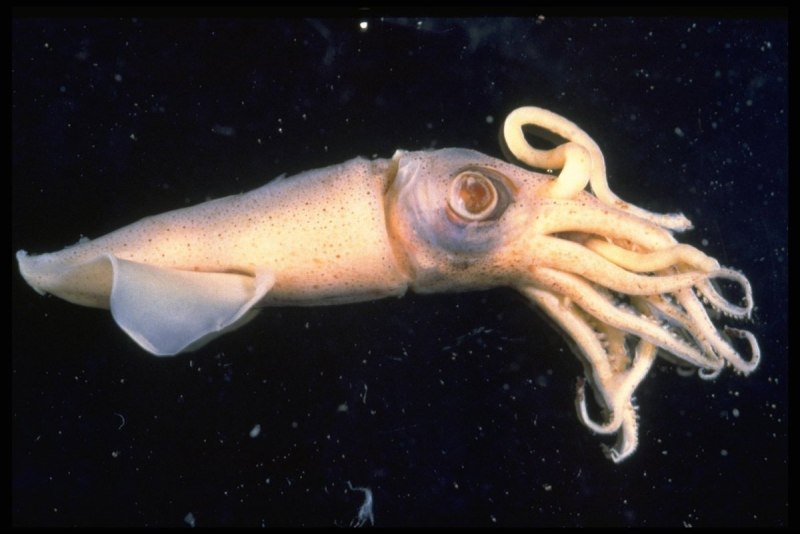 Dosidicus Gigas кальмар