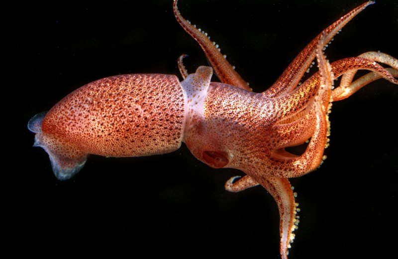 Spermwhale Squid