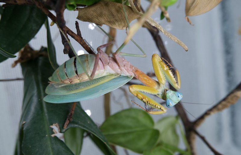 Африканский древесный богомол Sphodromantis viridis