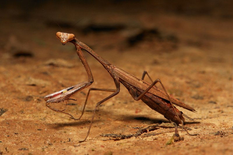 Hierodula transcaucasica древесный Закавказский богомол