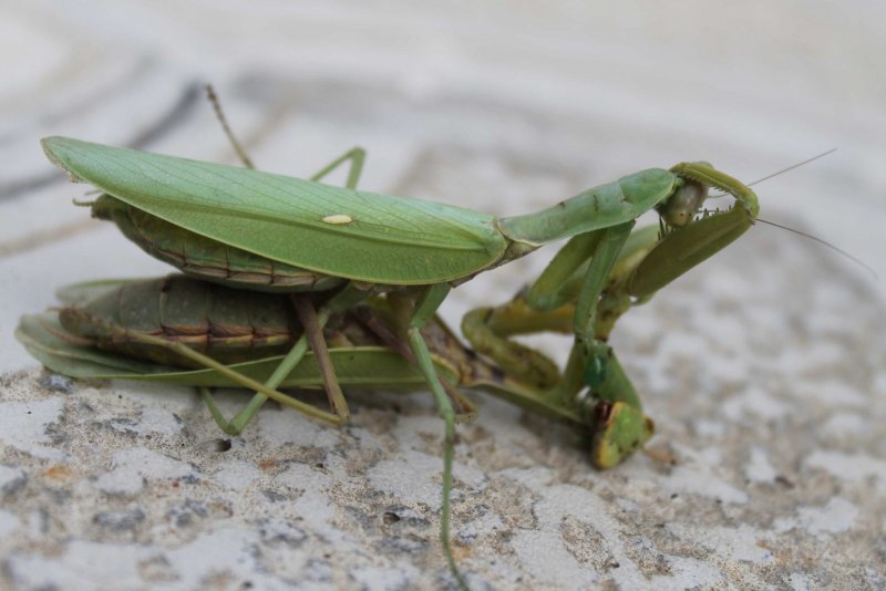 Африканский древесный богомол Sphodromantis viridis