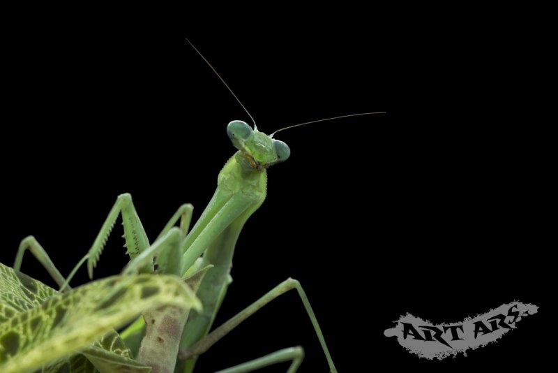 Hierodula tenuidentata